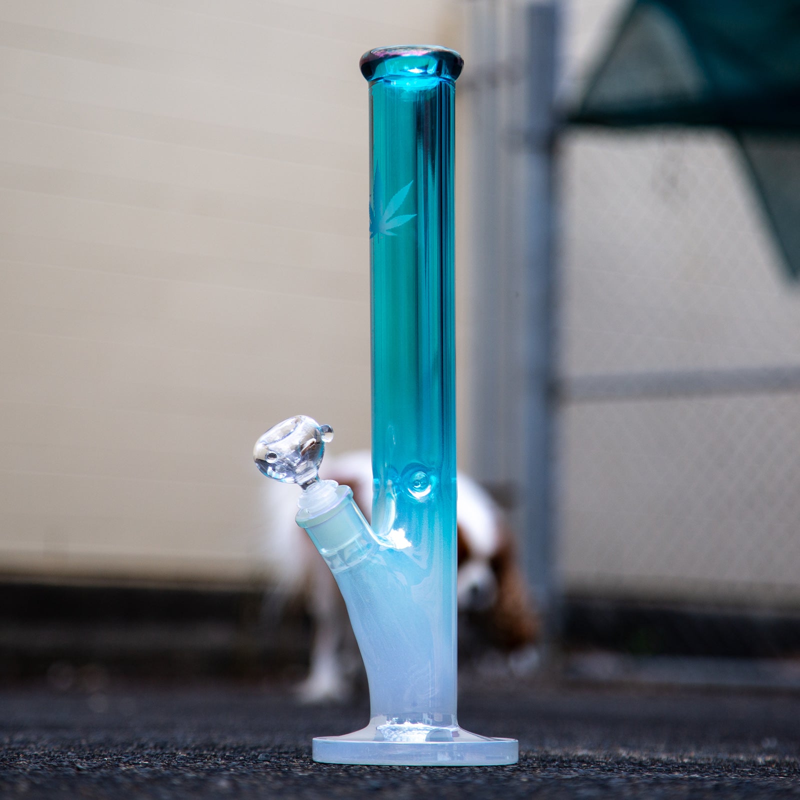 Outside picture of a tall straight Chromatic glass bong at EasyBong Australia.